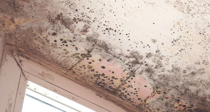 Black Mold on Ceiling