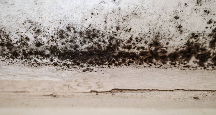 Mold Removal Services in Concord, NC
