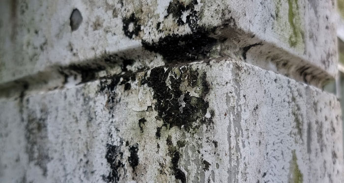 Mold Removal Services