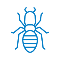 Termite